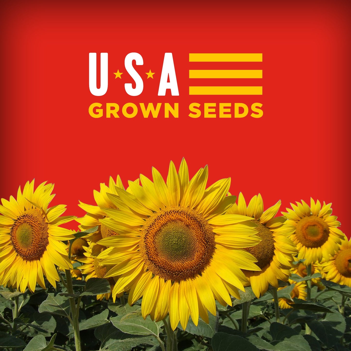 BIGS Cheeseburger Sunflower Seeds, Keto Friendly Snack, Low Carb Lifestyle, 5.35 oz.