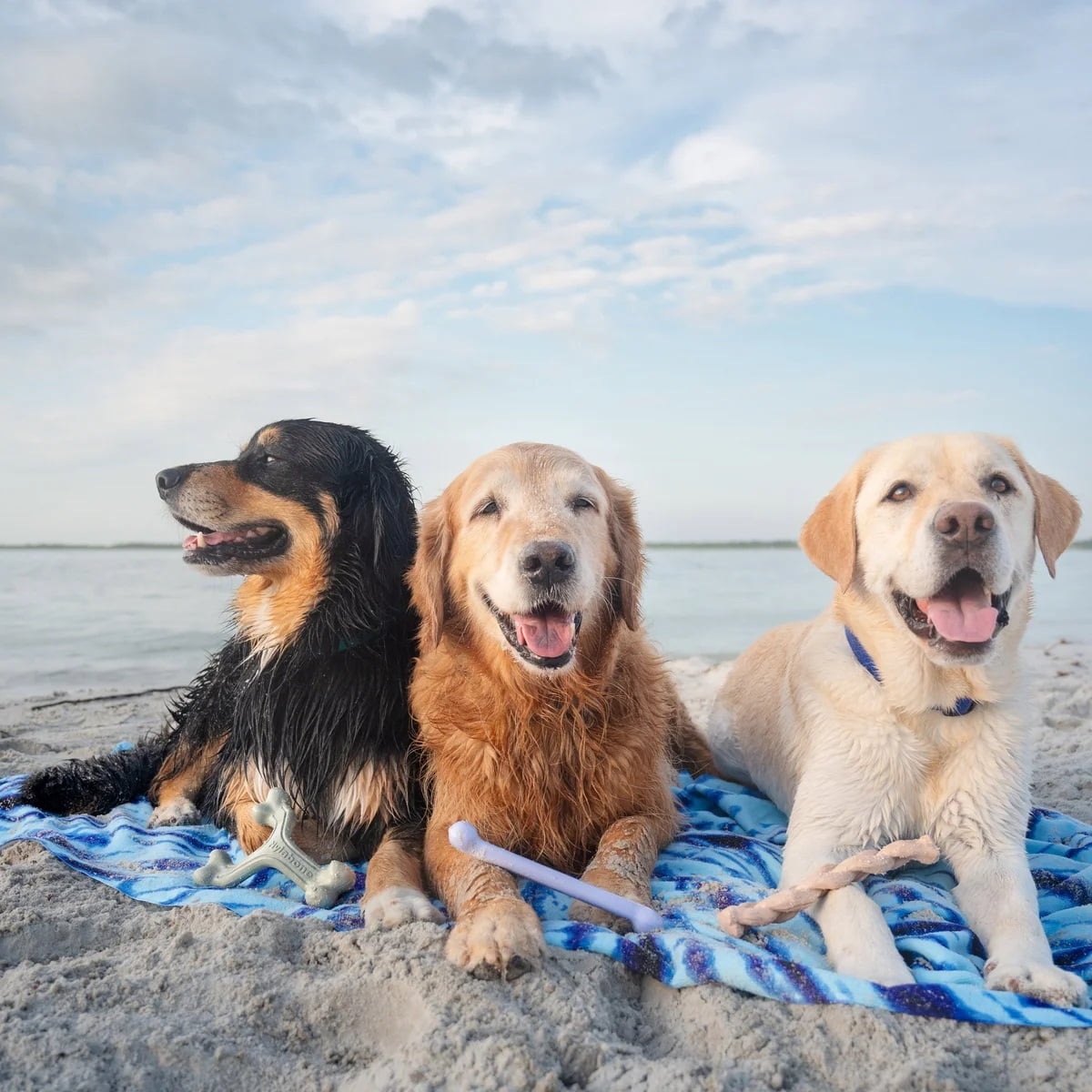 Nylabone Ocean Chew Dog Toy Collection, 3 Count